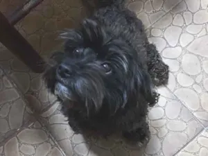 Cachorro raça SRD  idade 1 ano nome Sem Nome