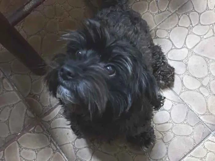 Cachorro raça SRD  idade 1 ano nome Sem Nome