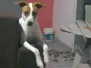 Cachorro raça Vira lata idade 2 anos nome Tobby