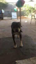 Negão