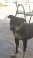 Negão