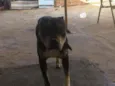 Negão