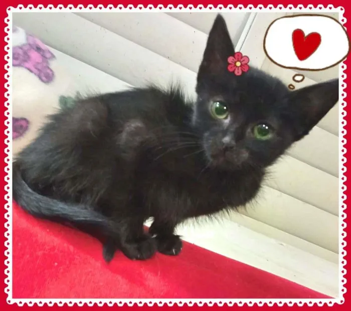 Gato raça SRD-ViraLata idade 2 a 6 meses nome Linda bebê
