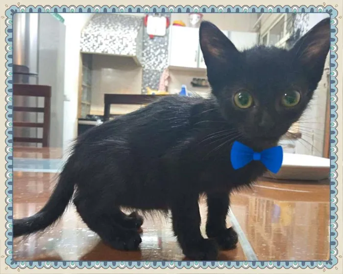 Gato raça SRD-ViraLata idade 2 a 6 meses nome Lindo bebê