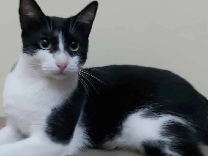 Gato raça Srd idade 1 ano nome Pupe