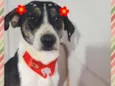 Lua