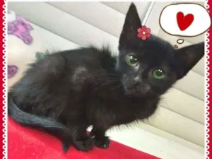 Gato raça SRD-ViraLata idade 2 a 6 meses nome Linda bebê