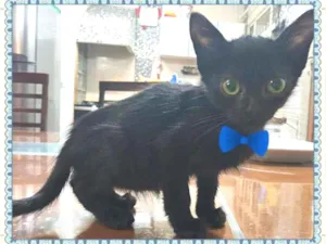 Gato raça SRD-ViraLata idade 2 a 6 meses nome Lindo bebê