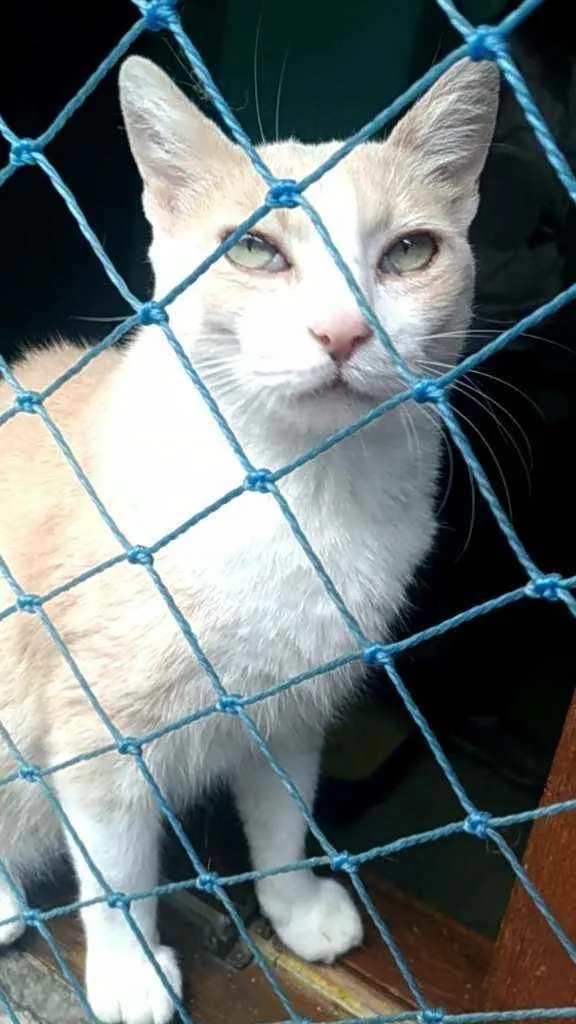 Gato ra a Srd idade 2 anos nome Thor