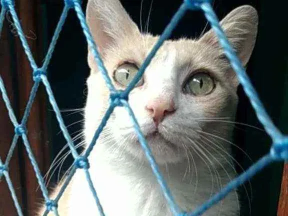 Gato ra a Srd idade 2 anos nome Thor