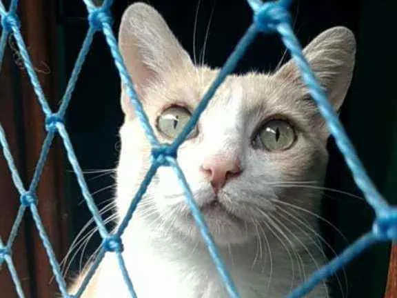 Gato ra a Srd idade 2 anos nome Thor