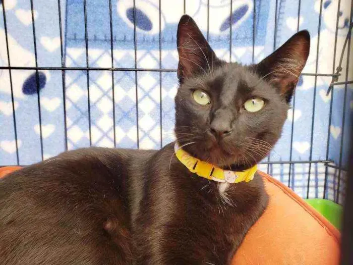 Gato raça Srd idade 1 ano nome Malbec