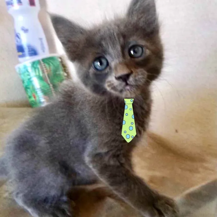 Gato ra a Mestiço  idade 2 a 6 meses nome Bento 