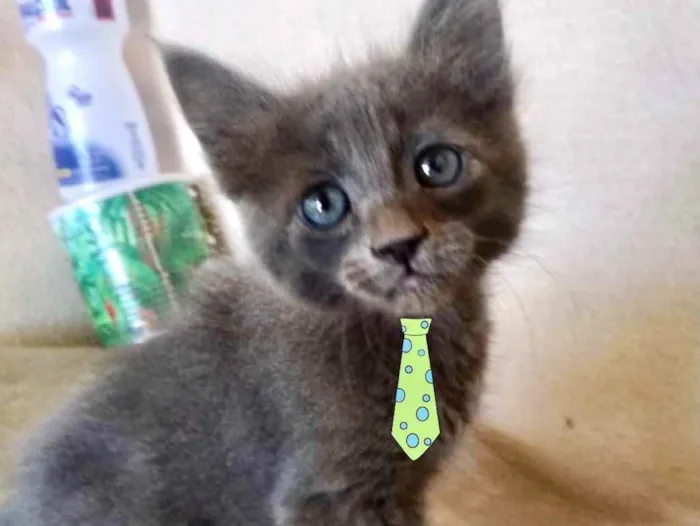 Gato ra a Mestiço  idade 2 a 6 meses nome Bento 