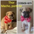 Thor