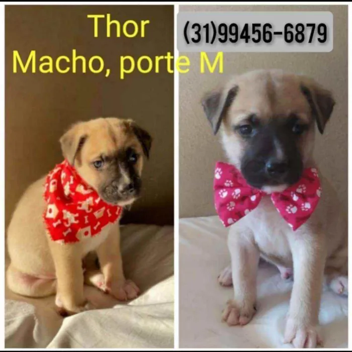 Cachorro raça SRD idade 2 a 6 meses nome Thor