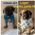 Logan