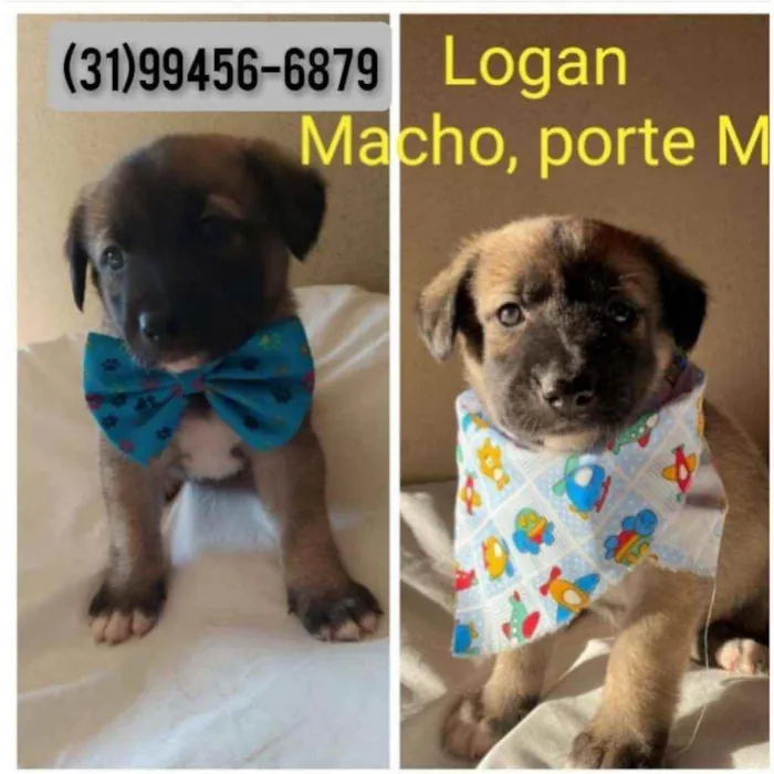 Cachorro raça SRD idade 2 a 6 meses nome Logan