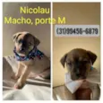 Nicolau