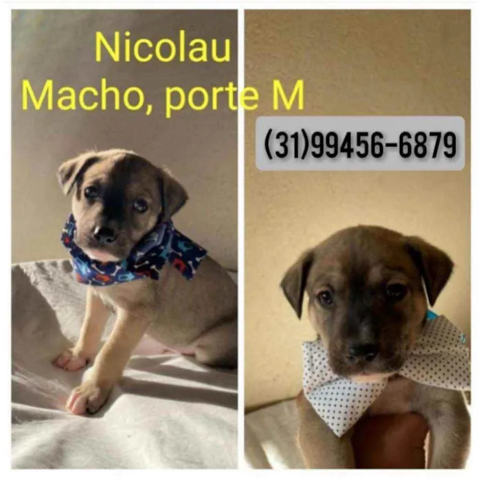 Cachorro raça SRD idade 2 a 6 meses nome Nicolau