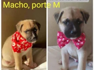 Cachorro raça SRD idade 2 a 6 meses nome Thor