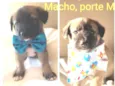 Logan