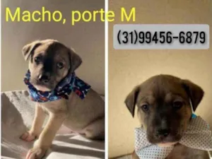 Cachorro raça SRD idade 2 a 6 meses nome Nicolau
