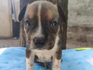 Cachorro raça Linda idade Abaixo de 2 meses nome Júnior 