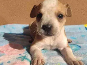 Cachorro raça Baby idade Abaixo de 2 meses nome Yanca 