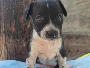 Cachorro raça Linda idade Abaixo de 2 meses nome Cacá