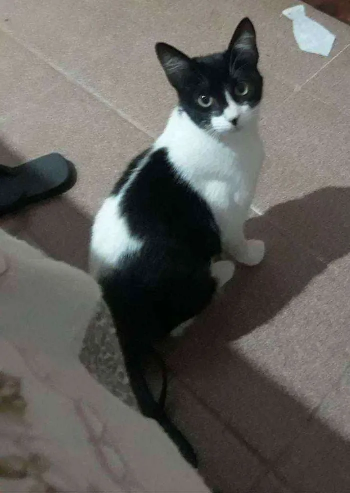 Gato ra a Srd idade 2 a 6 meses nome Sheron