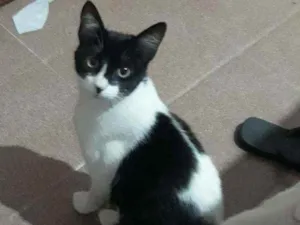 Gato raça Srd idade 2 a 6 meses nome Sheron