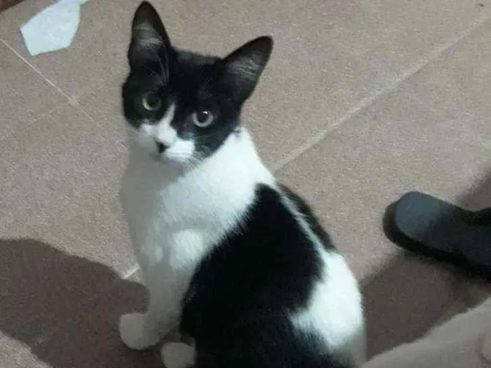 Gato ra a Srd idade 2 a 6 meses nome Sheron
