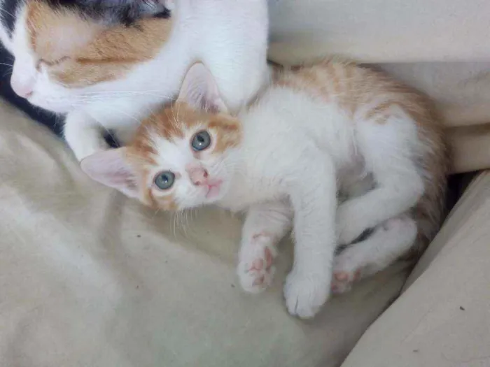 Gato ra a Srd idade 2 a 6 meses nome Pollú