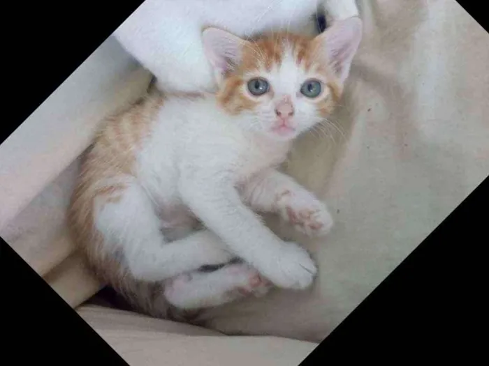 Gato ra a Srd idade 2 a 6 meses nome Pollú
