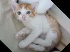 Gato raça Srd idade 2 a 6 meses nome Pollú
