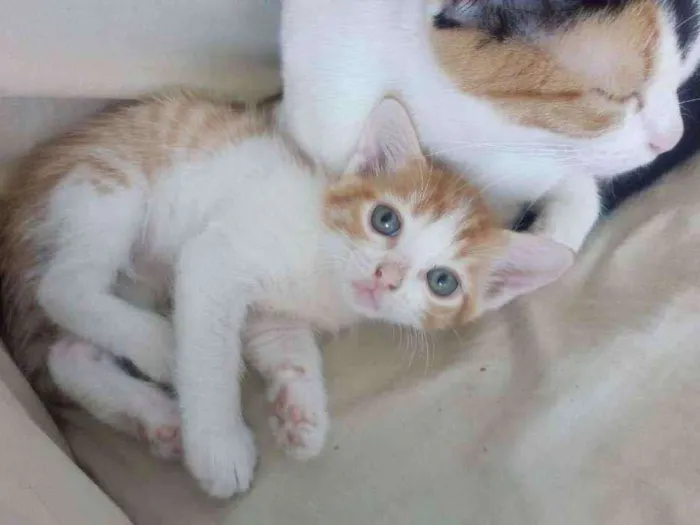 Gato ra a Srd idade 2 a 6 meses nome Pollú