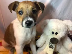 Cachorro raça SRD idade Abaixo de 2 meses nome Sem nome