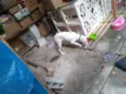 Aika