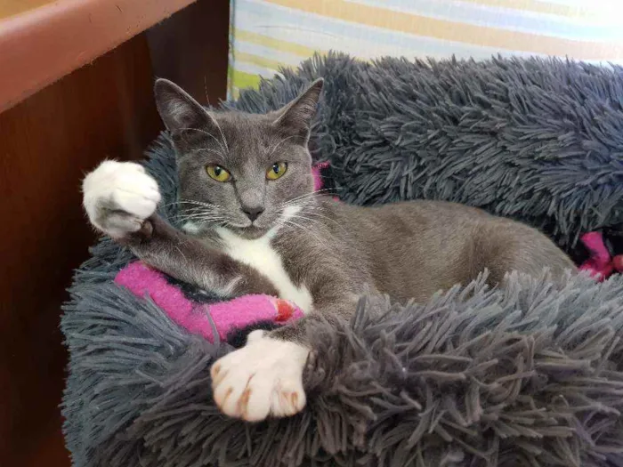 Gato raça SRD idade 7 a 11 meses nome Catarina