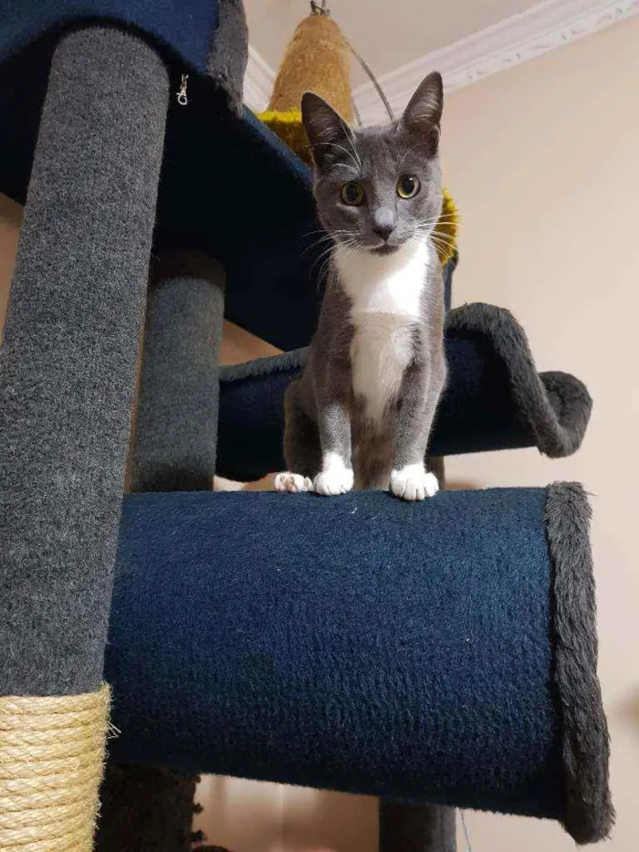 Gato raça SRD idade 7 a 11 meses nome Catarina