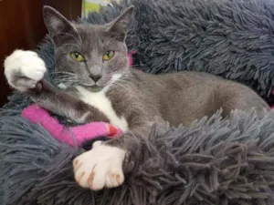 Gato raça SRD idade 7 a 11 meses nome Catarina