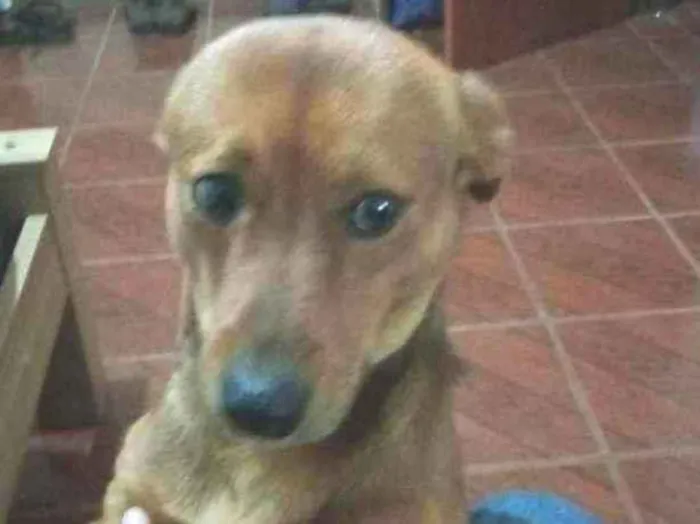 Cachorro ra a Vira-Lata idade 4 anos nome Teddy