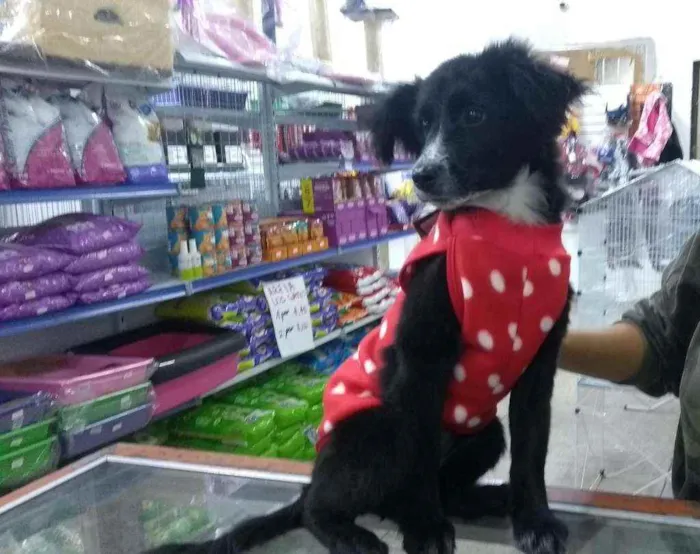 Cachorro ra a Não definida idade 2 a 6 meses nome Neguinha