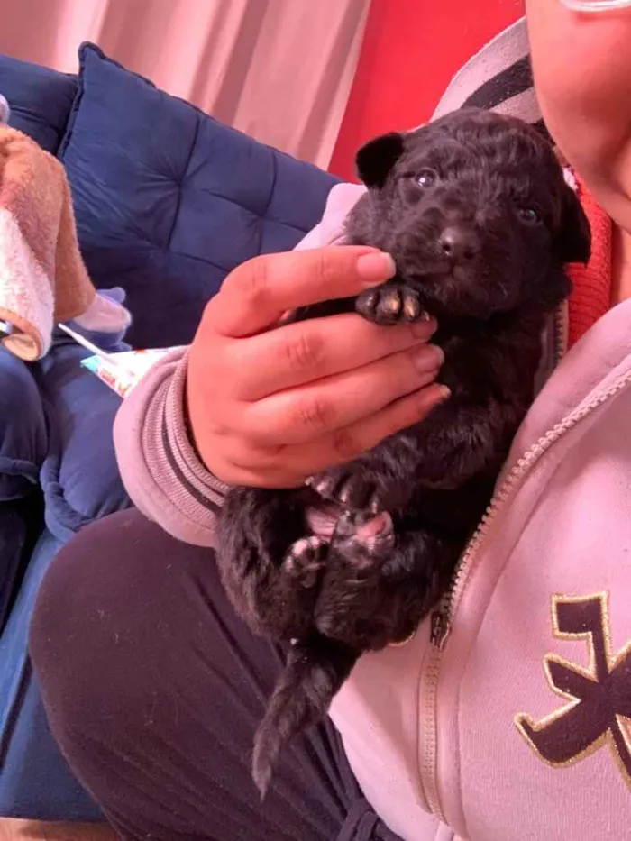 Cachorro ra a Mistura de Labrador e SRD idade Abaixo de 2 meses nome Filhotes 