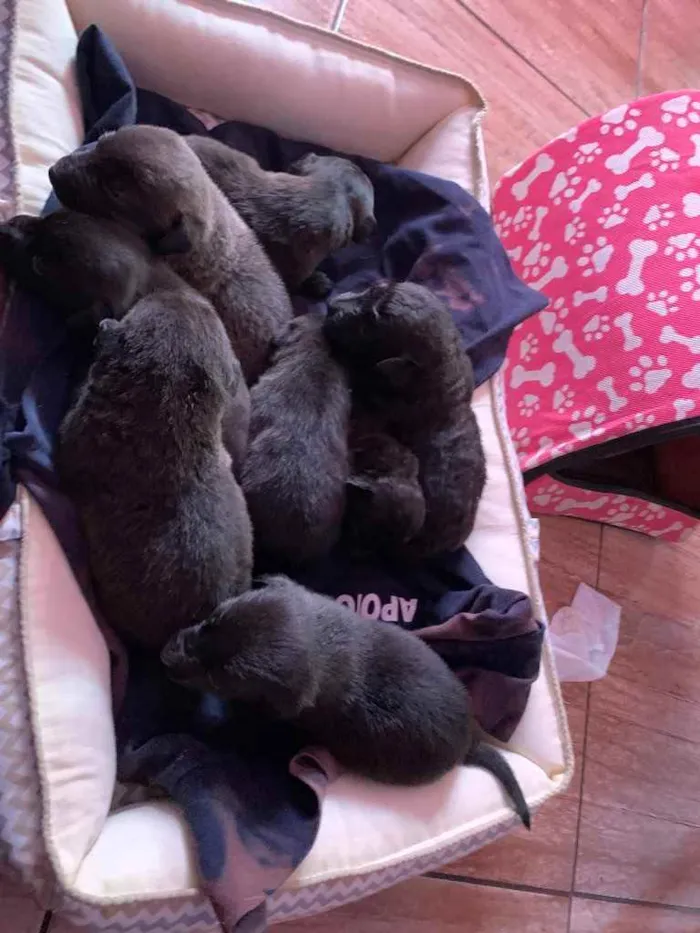 Cachorro ra a Mistura de Labrador e SRD idade Abaixo de 2 meses nome Filhotes 