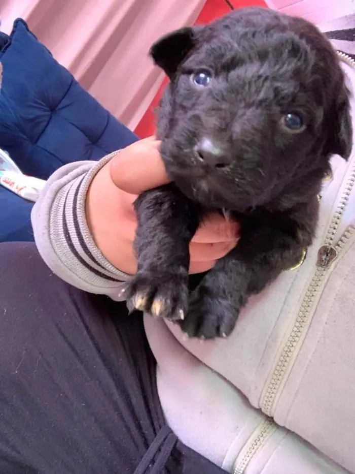 Cachorro ra a Mistura de Labrador e SRD idade Abaixo de 2 meses nome Filhotes 