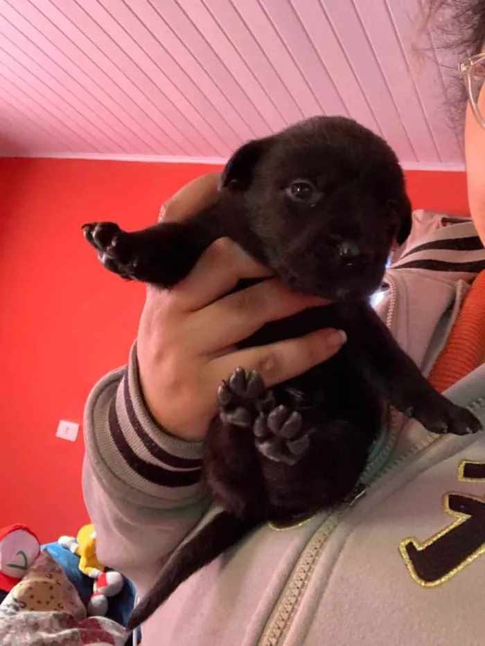 Cachorro ra a Mistura de Labrador e SRD idade Abaixo de 2 meses nome Filhotes 