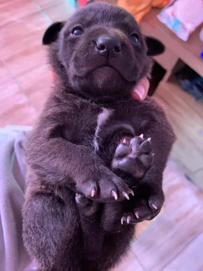 Cachorro ra a Mistura de Labrador e SRD idade Abaixo de 2 meses nome Filhotes 