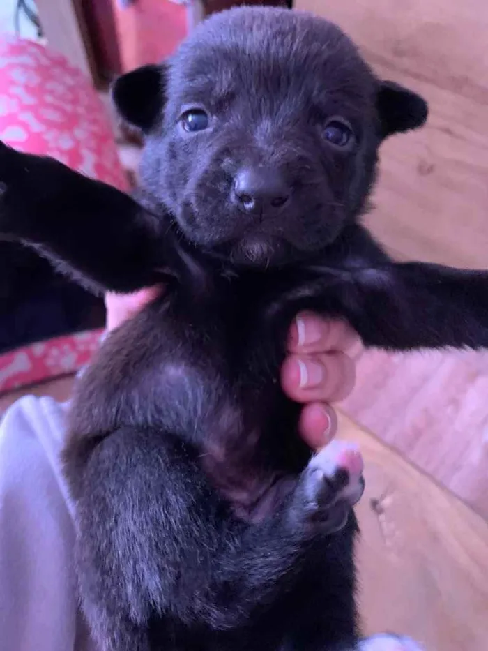 Cachorro ra a Mistura de Labrador e SRD idade Abaixo de 2 meses nome Filhotes 
